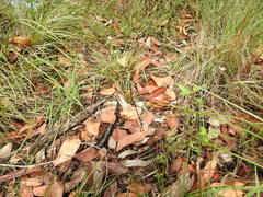 Arthrochilus irritabilis