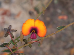 Gompholobium ovatum