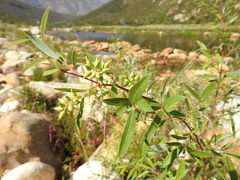 Salix mucronata