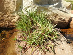 Juncus lomatophyllus