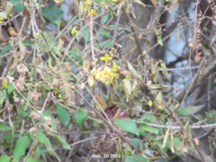 Forsythia koreana