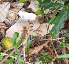 Diphlebia euphoeoides