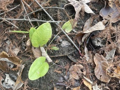 Echinodorus cordifolius