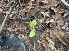 Echinodorus cordifolius