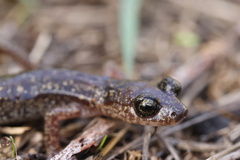 Speleomantes genei