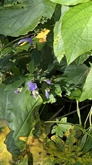 Strobilanthes formosana