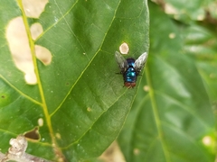 Calliphoridae