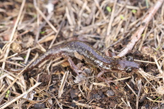 Speleomantes genei