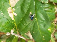 Calliphoridae
