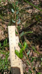 Acacia hispidula