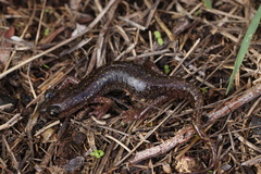 Speleomantes genei