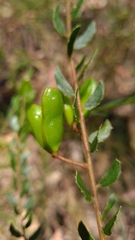 Acacia hispidula