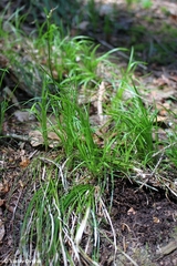 Carex alba