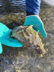 Dolabella auricularia