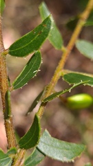 Acacia hispidula