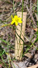 Tricoryne simplex