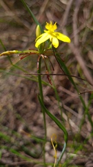 Tricoryne simplex