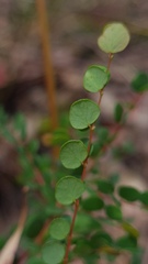 Bossiaea lenticularis