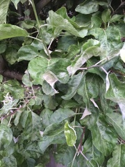 Podosphaera leucotricha