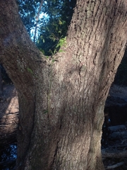 Syzygium floribundum