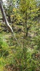 Bossiaea lenticularis
