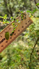 Bossiaea lenticularis