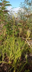 Lycopodium
