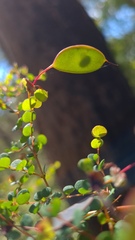 Bossiaea lenticularis