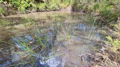 Eleocharis sphacelata