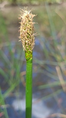 Eleocharis sphacelata
