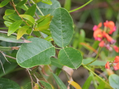 Kennedia coccinea