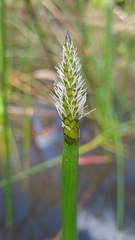 Eleocharis sphacelata
