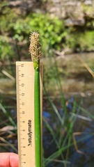 Eleocharis sphacelata