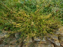 Atriplex oblongifolia