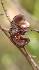 Leptospermum morrisonii