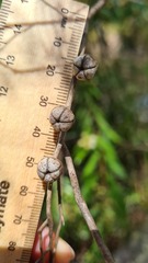 Leptospermum morrisonii