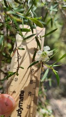 Leptospermum morrisonii