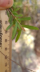 Leptospermum morrisonii