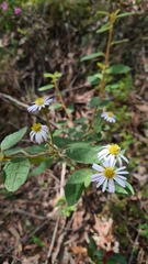 Olearia tomentosa
