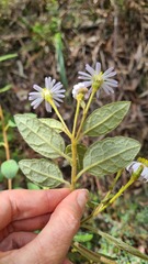 Olearia tomentosa