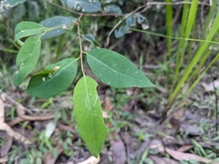 Eucalypteae