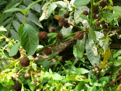 Hyptis capitata