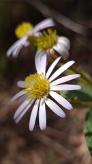 Olearia tomentosa