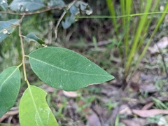 Eucalypteae