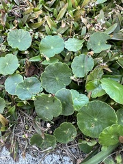 Hydrocotyle bonariensis