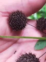 Hyptis capitata