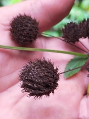 Hyptis capitata