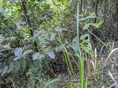 Eucalypteae
