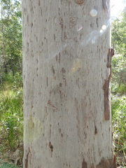 Angophora leiocarpa