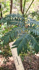 Acacia elata
